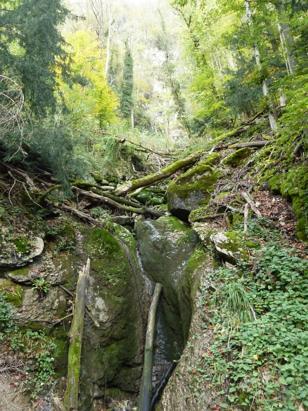 Oft befinden sich Block- oder Steinschutt oder anstehender Fels, welche nur langsam oder gar nicht bewaldet werden, innerhalb oder in naher Umgebung der Waldstandorte